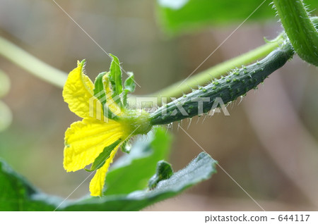 黃瓜花 644117