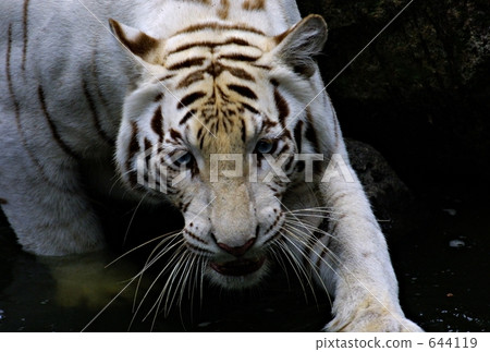 去打獵 去打獵 644119