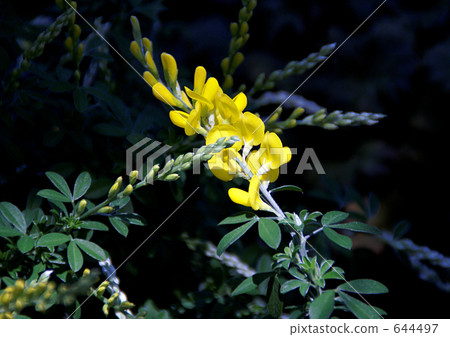 毛蟲的花 毛蟲的花 644497