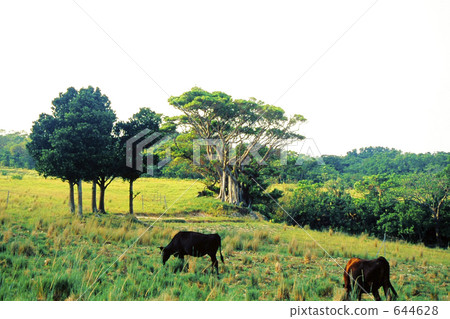 Cow of Kohamajima 644628