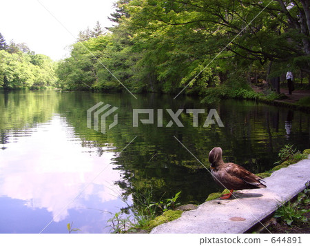 輕井澤的國崎池塘 644891