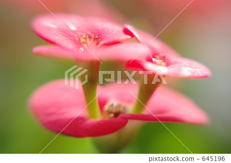 flower giraffe, crown-of-thorns, euphorbia milii 645196