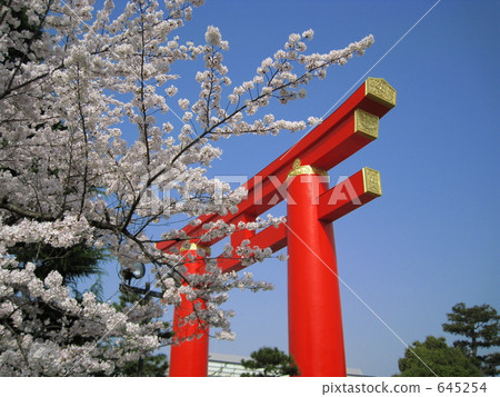 The torii and cherry blossoms in Heian Shrine The torii and cherry blossoms in Heian Shrine 645254