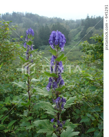 Hachimantai Okutorikabuto 645291