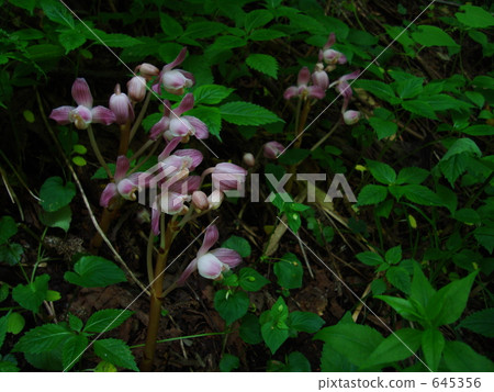 Hachimantai Shaw kiran 645356