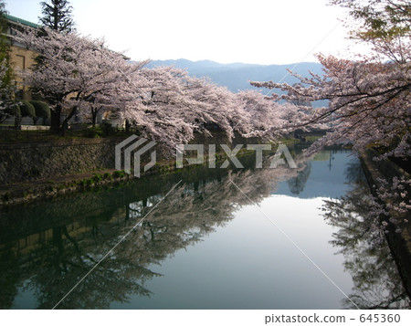 Cherry blossoms along the Kyoto Okazaki canal in spring 645360