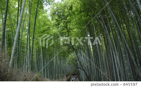 height, bamboo thicket, bamboo 645597