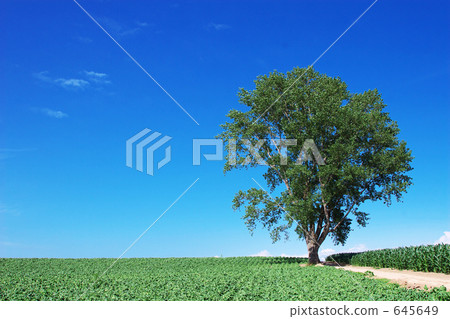 philosophical tree, hill, blue sky 645649