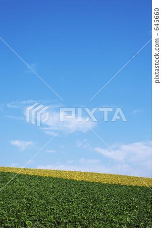 kigarashi flower, hill, bieicho 645660