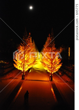Light-up autumn row of trees 645775