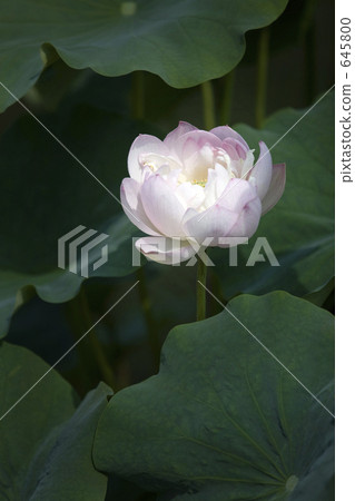 Lotus 645800