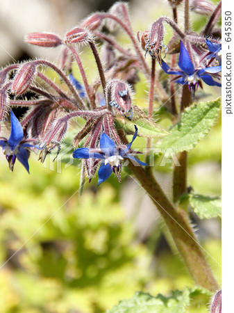波爾吉花 波爾吉花 645850