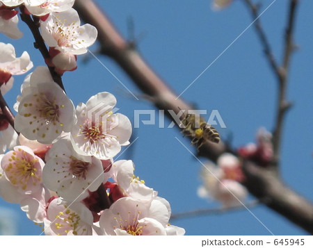 Spring coming 645945