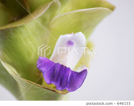 Curcuma 646155