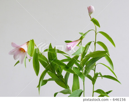 公主Sayuri Himeza尤里 646156