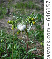 common sowthistle, bloom, blossom 646157