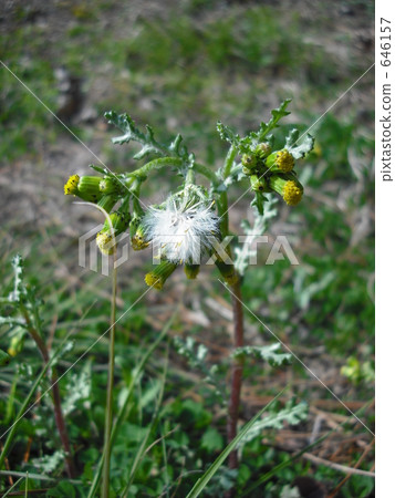 common sowthistle, bloom, blossom 646157
