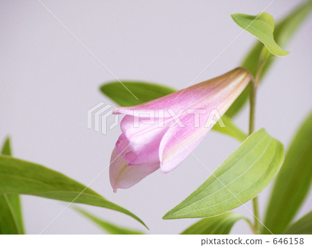 公主Sayuri Himeza尤里 646158