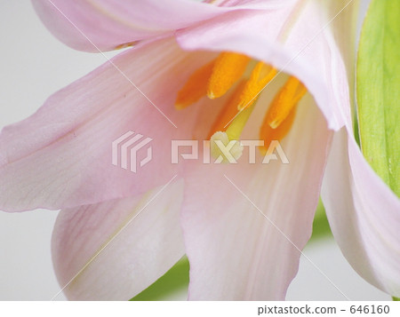 公主Sayuri Himeza尤里 公主Sayuri Himeza尤里 646160