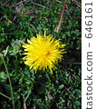 bloom, blossom, blossoms 646161