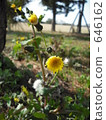 common sowthistle, bloom, blossom 646162