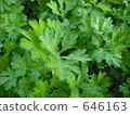 mugwort, japanese mugwort, foliage 646163