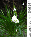 snowflake, snowflakes, bloom 646164