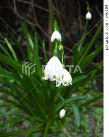 snowflake, snowflakes, bloom 646164