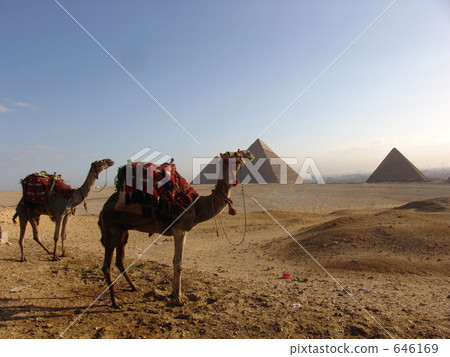 Egypt Giza's Three Large Pyramids and Camels 646169
