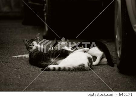 債券 債券 646171