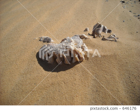 Egypt West Desert Great Sand Sea Ammonite Fossil Egypt West Desert Great Sand Sea Ammonite Fossil 646176