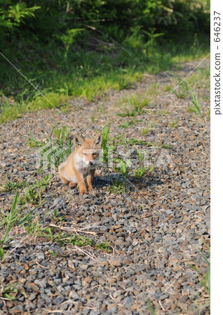 fox cub, fox, wild 646237