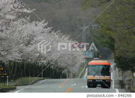 row of cherry trees 646266