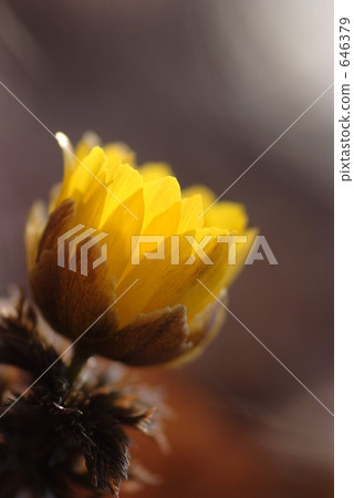 Spring bud Spring bud 646379