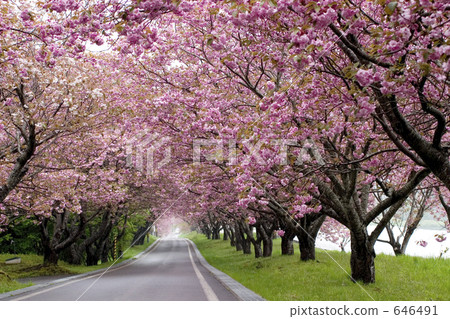 牡丹櫻 重瓣寒緋櫻 八重寒緋櫻 646491