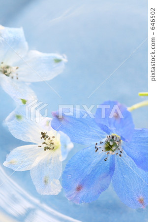 Blue flower Ⅱ Blue flower Ⅱ 646502