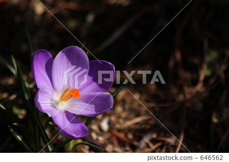 Crocus Crocus 646562