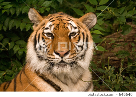 A tiger 646640