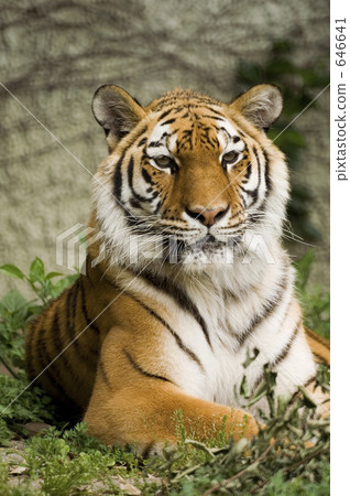 A tiger A tiger 646641