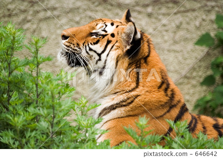 A tiger 646642