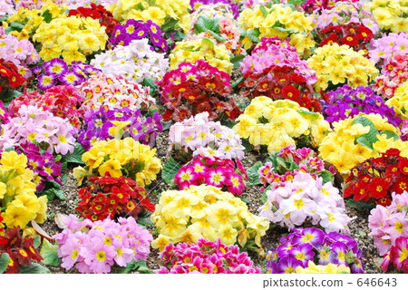 Colorful flower bed 646643