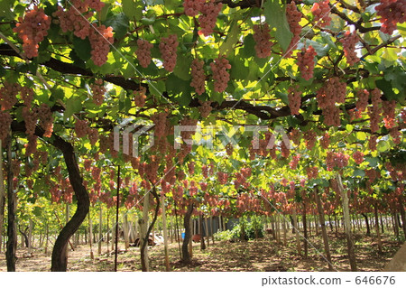Vineyard Vineyard 646676