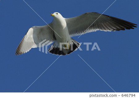 候鳥 海鷗 鷗 646794