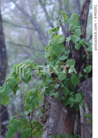 forest, wood, gray 646891