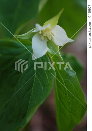 trillium, bloom, blossom 646907
