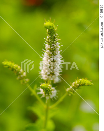 Apple mint Apple mint 646916