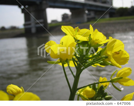 Rape blossoms blooming along Shirakawa Rape blossoms blooming along Shirakawa 647006