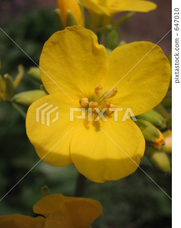 強姦開花沿白川町開花 強姦開花沿白川町開花 647010