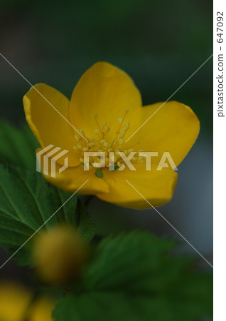 日本金蓮花 薔薇 中國棣棠屬 647092