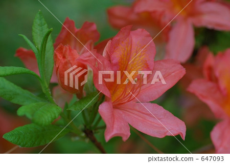 日本杜鵑花 杜鵑花 玫瑰灣 647093